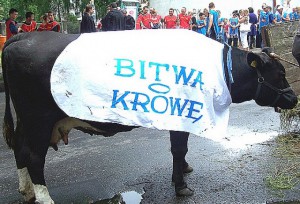 Festyn bitwa o krowę / Źródło; http://www.bialogard.info