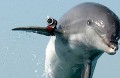 Delfin biorący udział w ćwiczeniach amerykańskiej marynarki wojennej. Źródło: Reuters