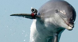 Delfin biorący udział w ćwiczeniach amerykańskiej marynarki wojennej. Źródło: Reuters